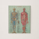 Search for human anatomy puzzles Muscles