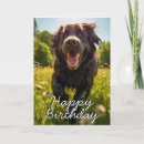 Search for newfoundland birthday cards Dog lover