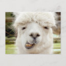 Search for alpaca postcards Farm