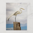 Search for fort myers postcards Usa