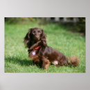 Search for long haired dachshund art Zwergteckel