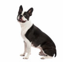 Search for boston terrier birthday cute