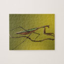 Search for praying mantis puzzles Nature
