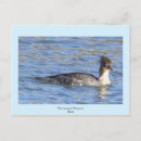 Search for merganser duck Photography