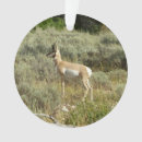 Search for wildlife ornaments Photography