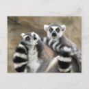 Search for madagascar postcards Primate