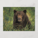Search for wildlife postcards Portrait