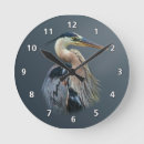 Search for wildlife clocks Birds