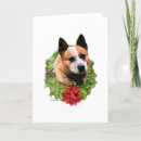 Search for australian cattle dogs cards Herding