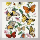 Search for butterfly posters Pretty