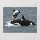 Search for whale postcards Alaska