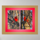 Search for cardinals in winter posters Animals