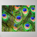 Search for peacock posters Exotic