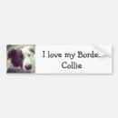 Search for border collie bumper stickers Car