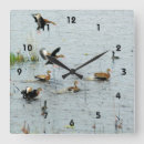 Search for wildlife clocks Ducks