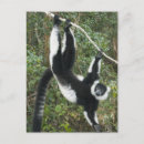 Search for madagascar postcards Animal