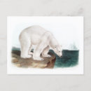Search for audubon postcards Lithograph