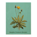Search for dandelion art Taraxacum officinale