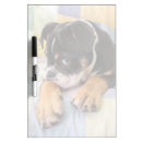 Search for english bulldog office supplies Looking at camera