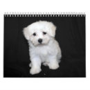 Search for maltipoo gifts Maltese