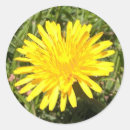 Search for yellow dandelion stickers Nature