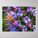 Search for pollinator posters Nature