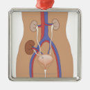 Search for transplant ornaments Small business