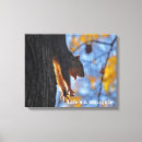 Search for squirrel gifts Nature