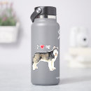 Search for white siberian husky Chuksha