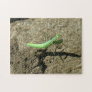 Search for praying mantis puzzles Bugs