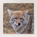 Search for yellowstone national park puzzles Wolf