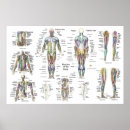 Search for medical posters Anatomy