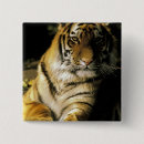 Search for tiger eye buttons Close up