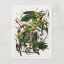 Search for audubon postcards Illustration