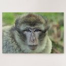 Search for monkey puzzles Forest