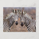 Search for kruger national park Animal