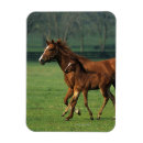 Search for thoroughbred horse photo magnets mare foal