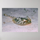 Search for stingray gifts Caribbean