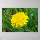 Search for dandelion posters Wildflower