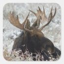 Search for moose stickers Bull