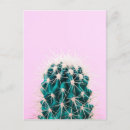 Search for cactus postcards Potted plant