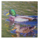 Search for duck tiles Birds