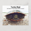 Search for turtle postcards Mail