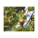 Search for fruit canvas prints pear