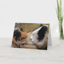 Search for guinea pig cards Pets