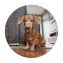Search for dachshund cutting boards Domestic animals