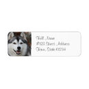 Search for white siberian husky Puppies
