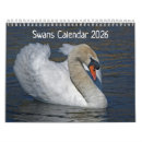 Search for swans swan calendars Black