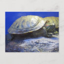 Search for turtle postcards Animal