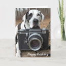 Search for harlequin great dane Photography